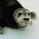 Protections reinstated thanks to climate models. (Image: NOAA)